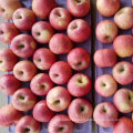 Calidad estándar exportada de la manzana roja fresca de Qinguan